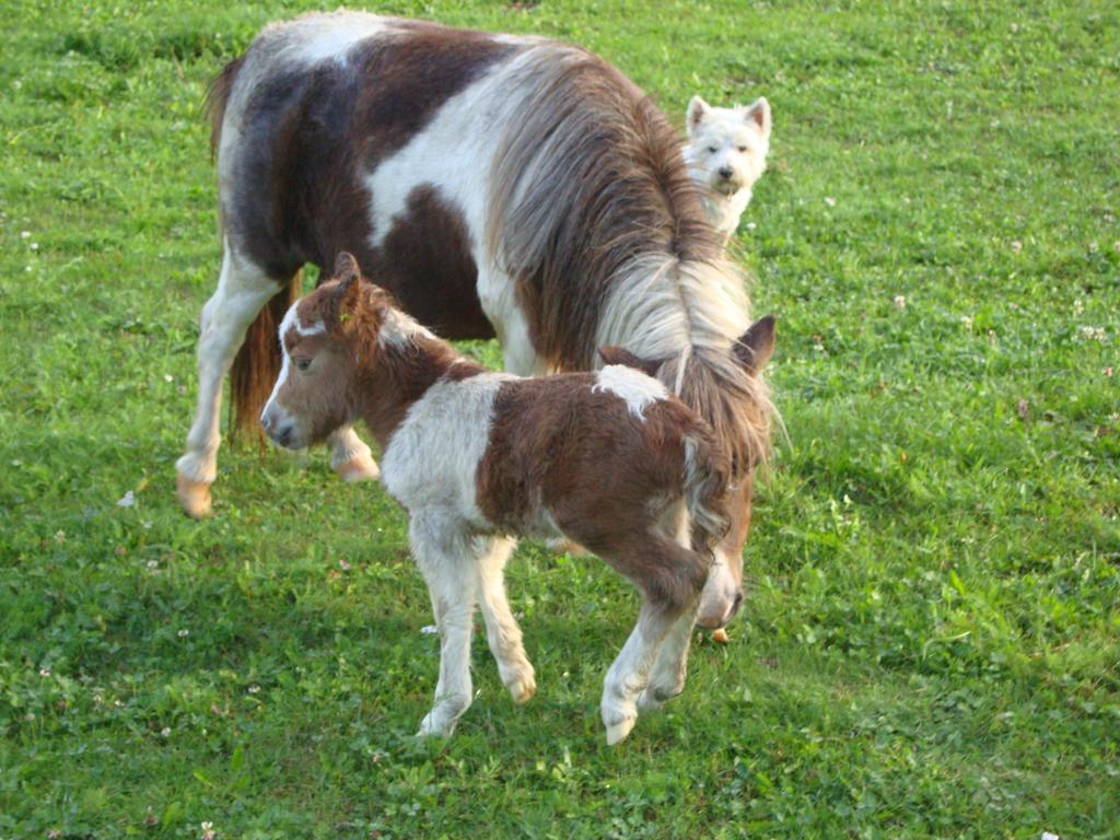 Winnewieser فاندويس المظهر الخارجي الصورة