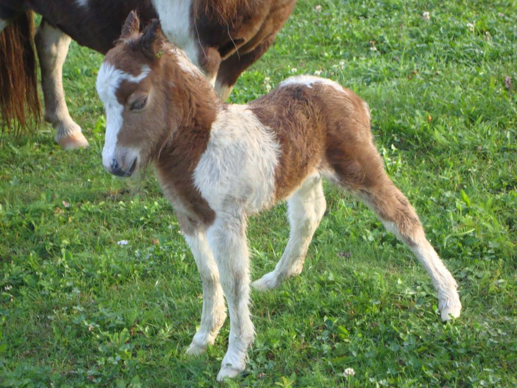 Winnewieser فاندويس المظهر الخارجي الصورة